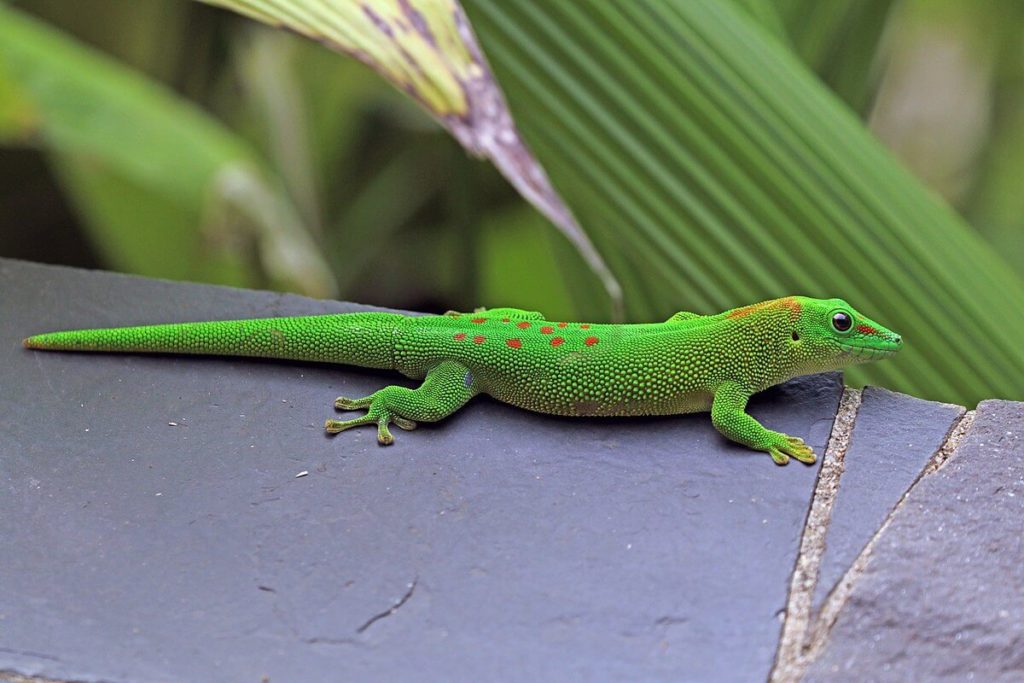 Amazing Types Of Geckos And Its Care Guide Pets Nurturing