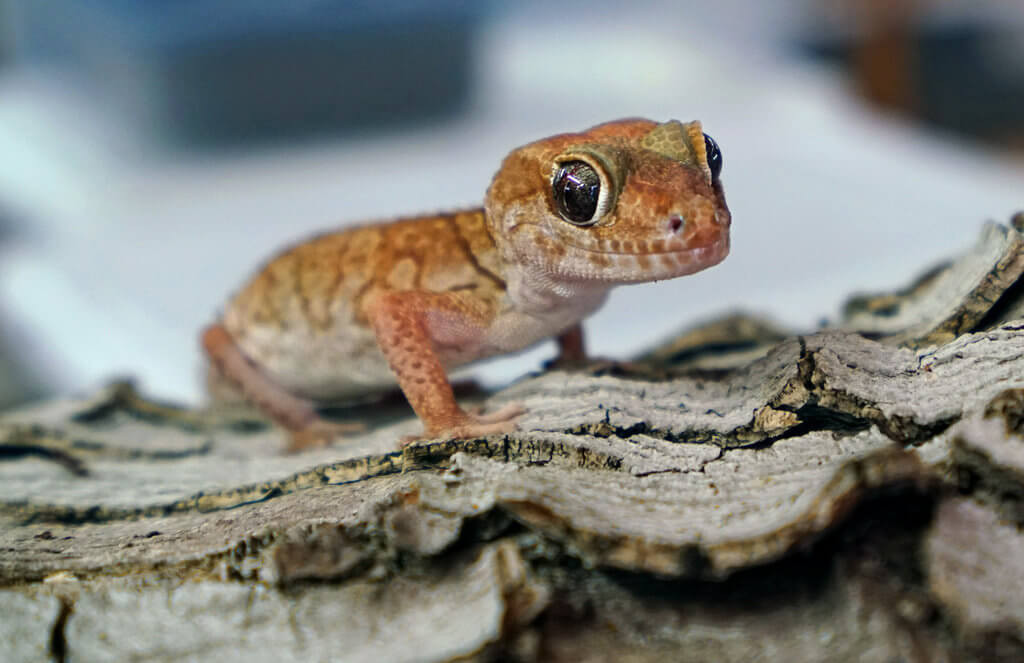 Amazing Types Of Geckos And Its Care Guide Pets Nurturing