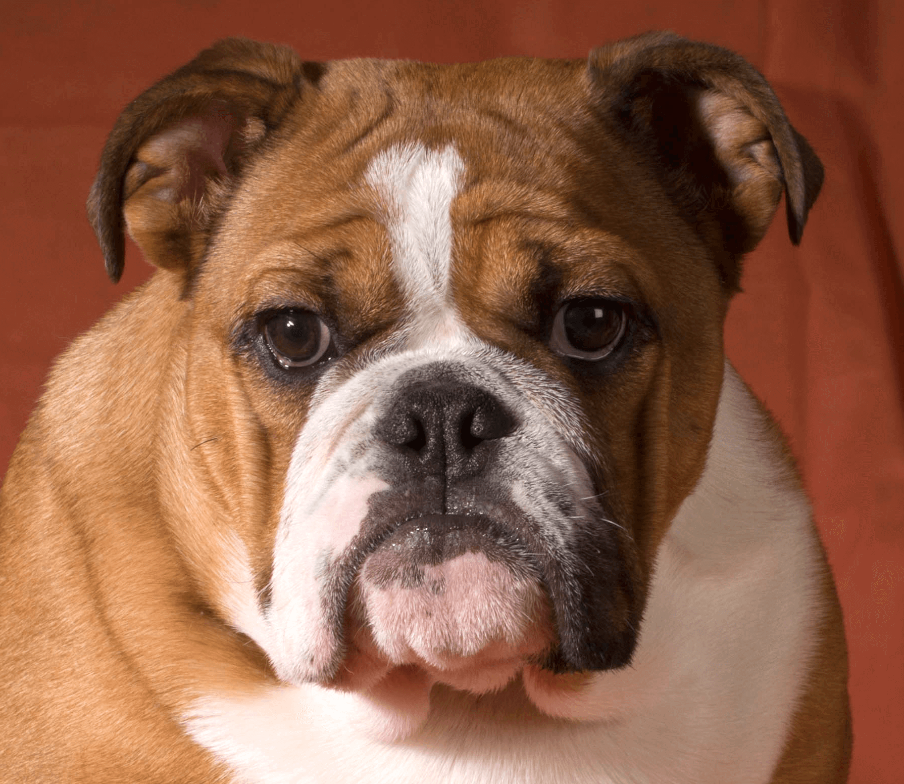Know The Facts About An English Bulldog | Pets Nurturing