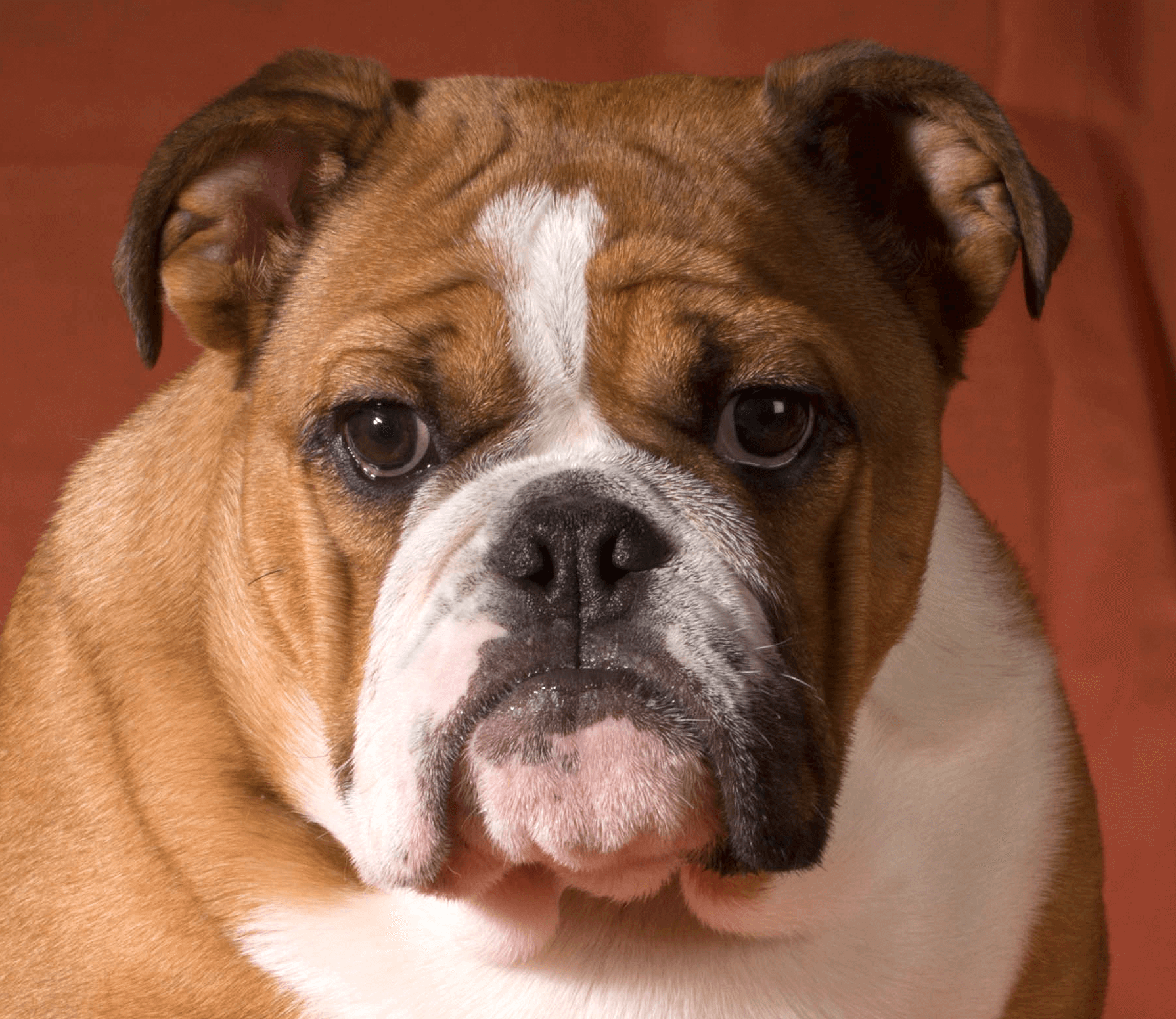 Unleashing The Power Of Raw Food: Enhancing The Health Of English Bulldogs