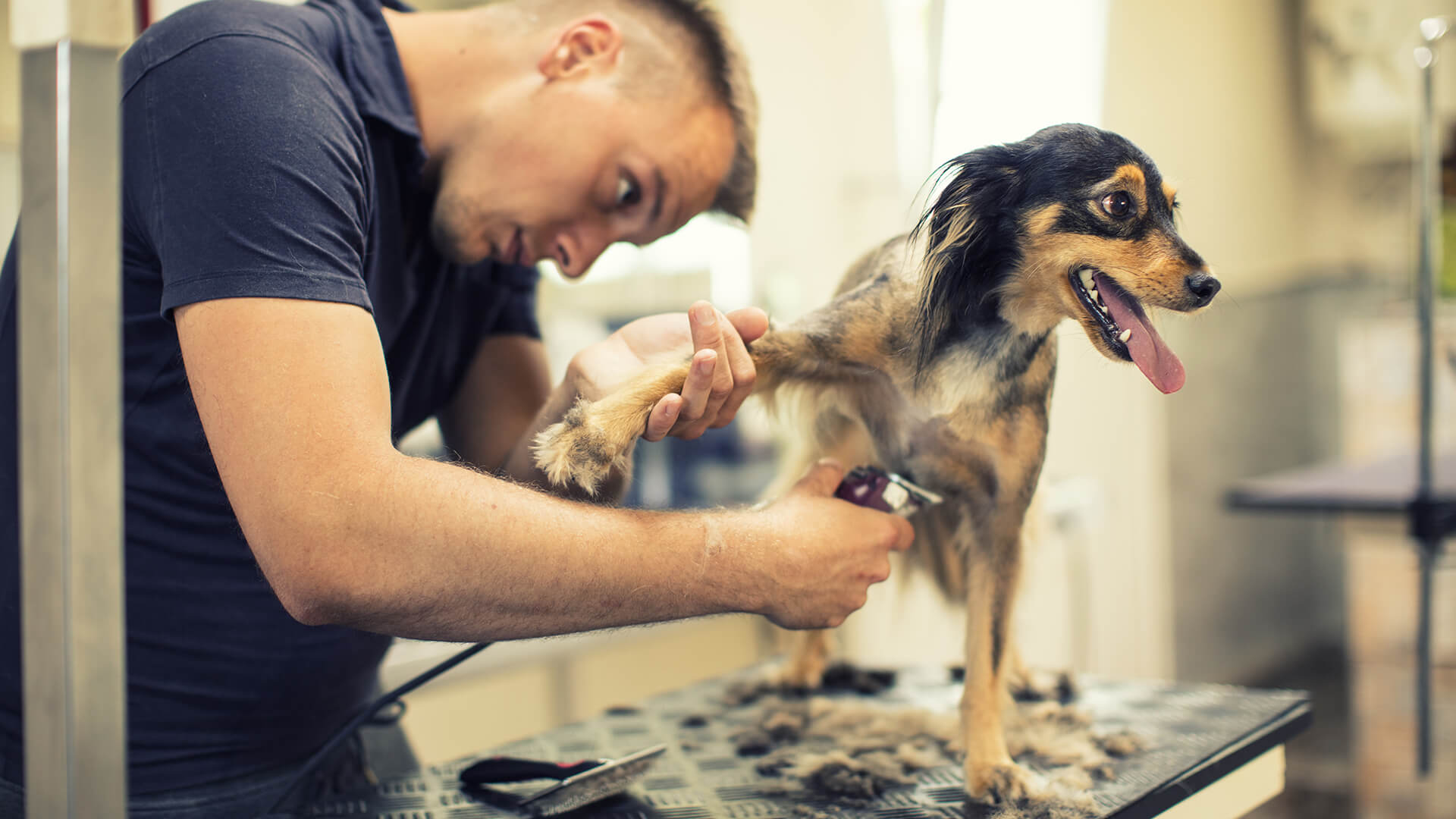 Senior dog getting groomed