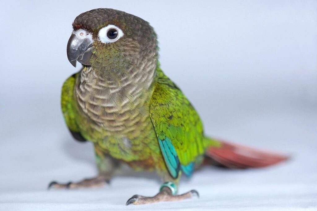 Conure Birds 