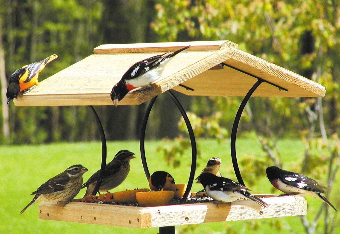 Diy Ideas To Feed A Bird With Special Care Pets Nurturing