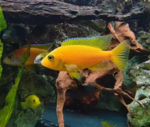 Fish that can live in a small bowl