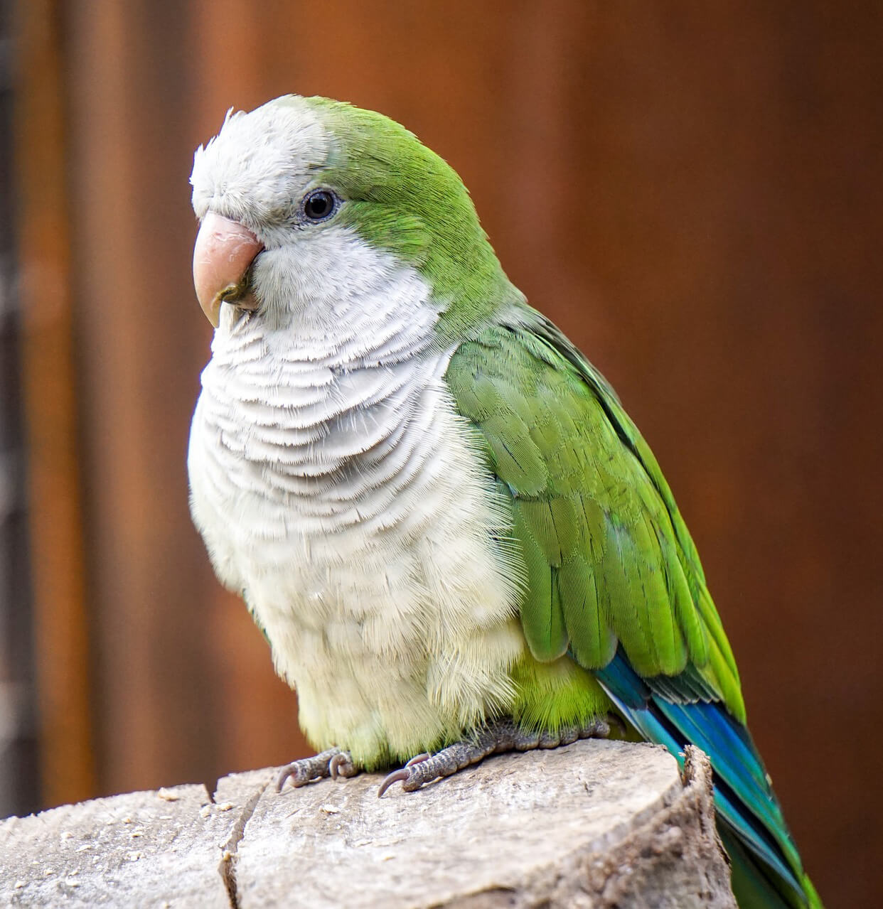 Pets Birds: Get Types & Brief Information | Pets Nurturing
