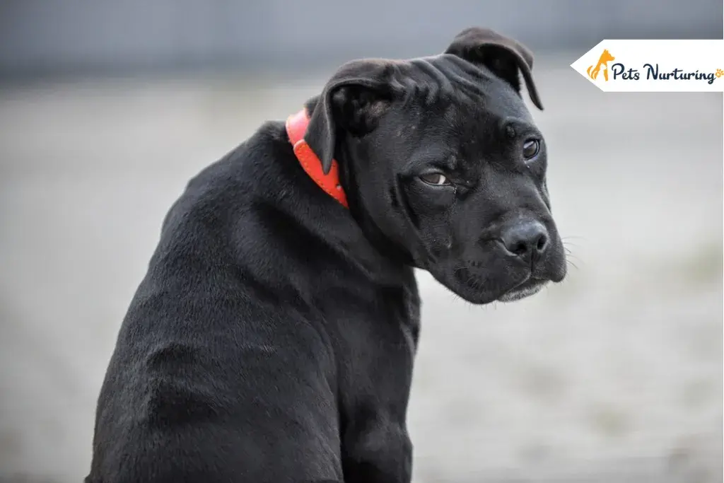Large dog breeds