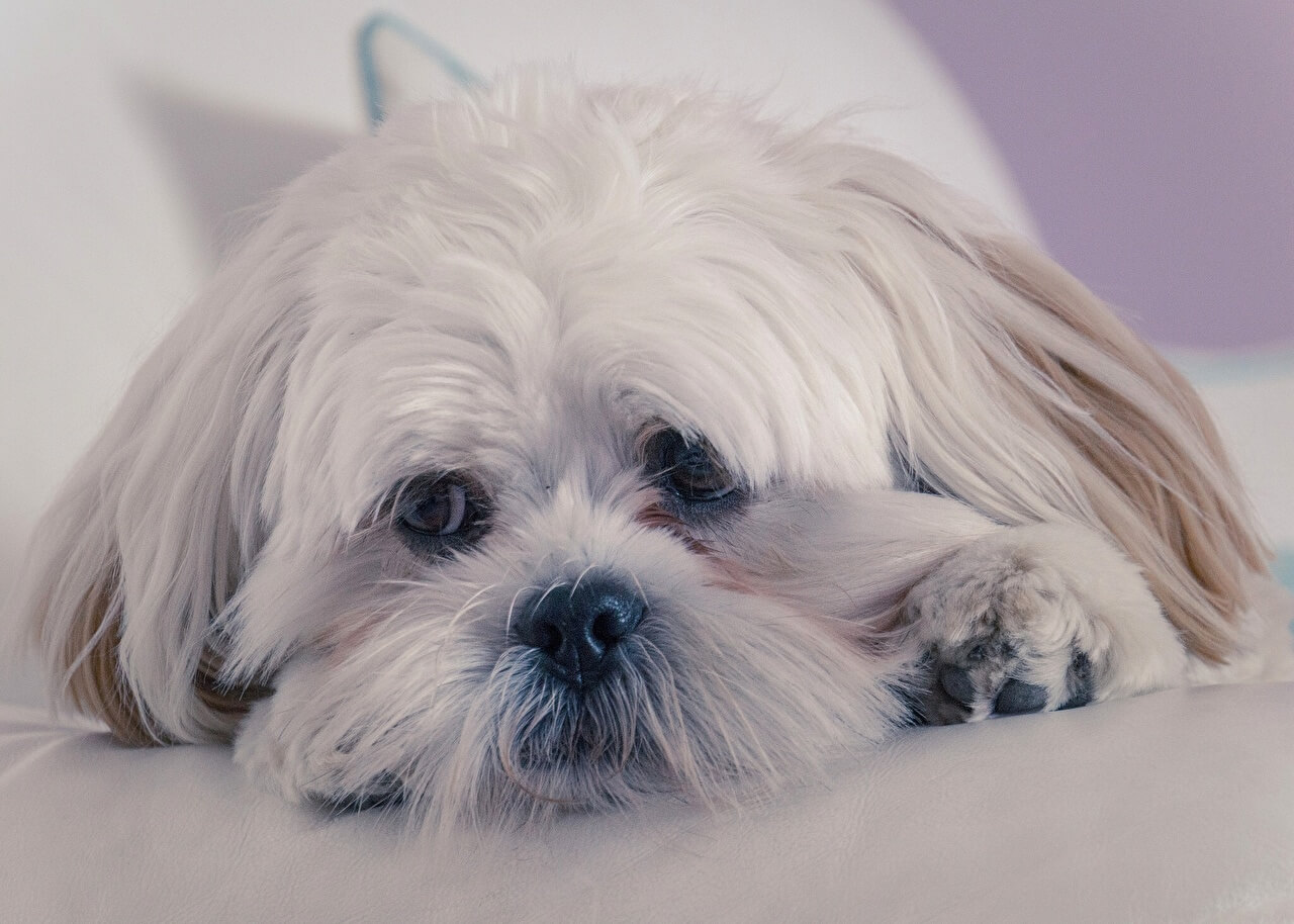 Lhasa Apso Knows The Tiniest Breed Ever Pets Nurturing