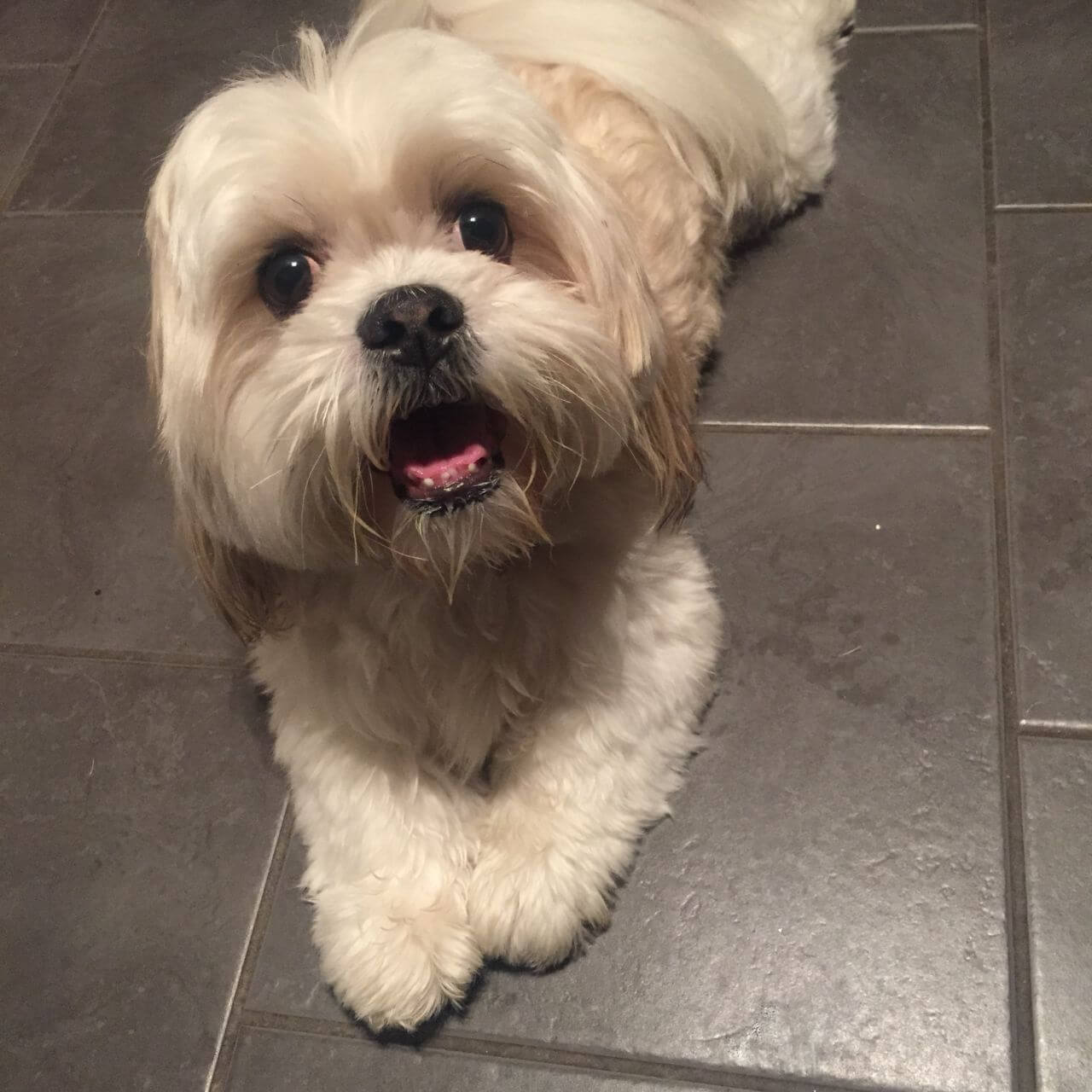 lhasa apso temperament intelligent