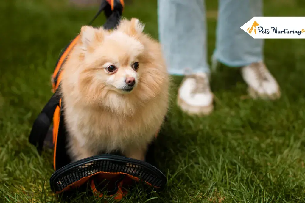 Pomchi breed