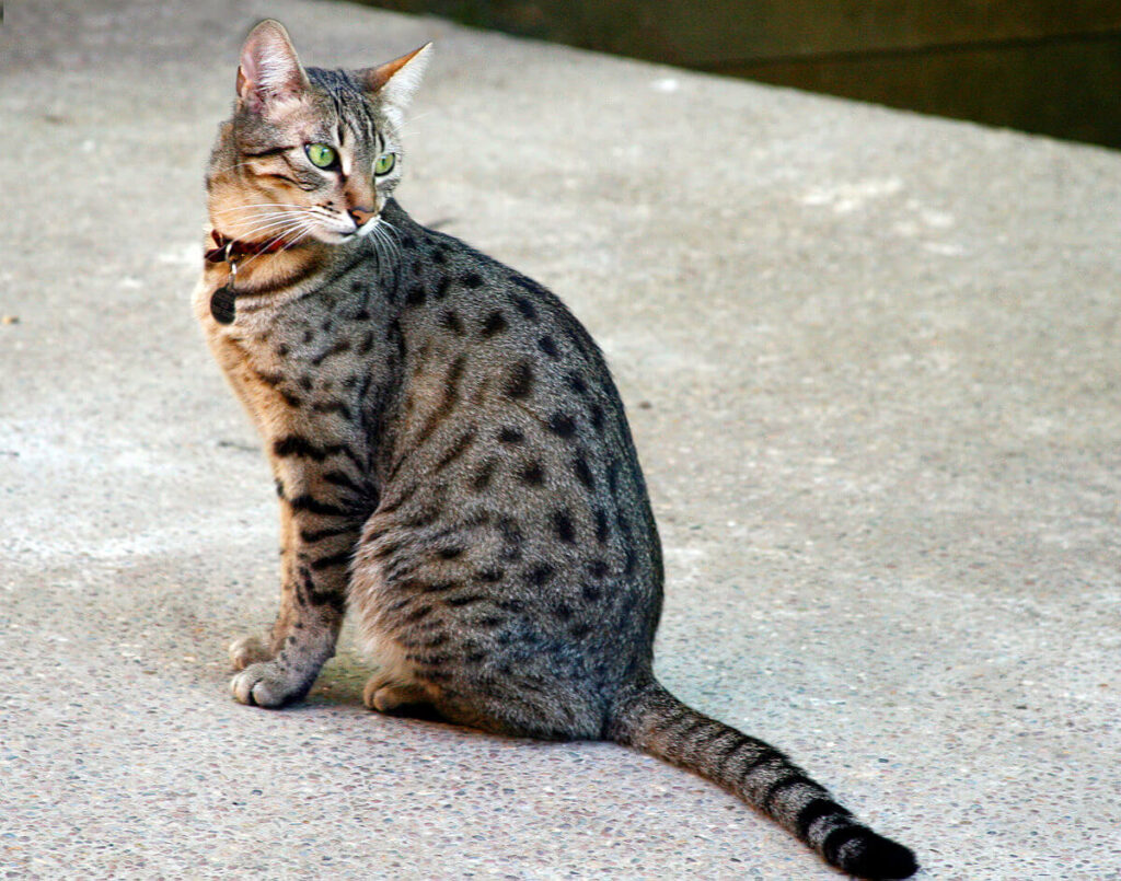 Spotted cat breeds