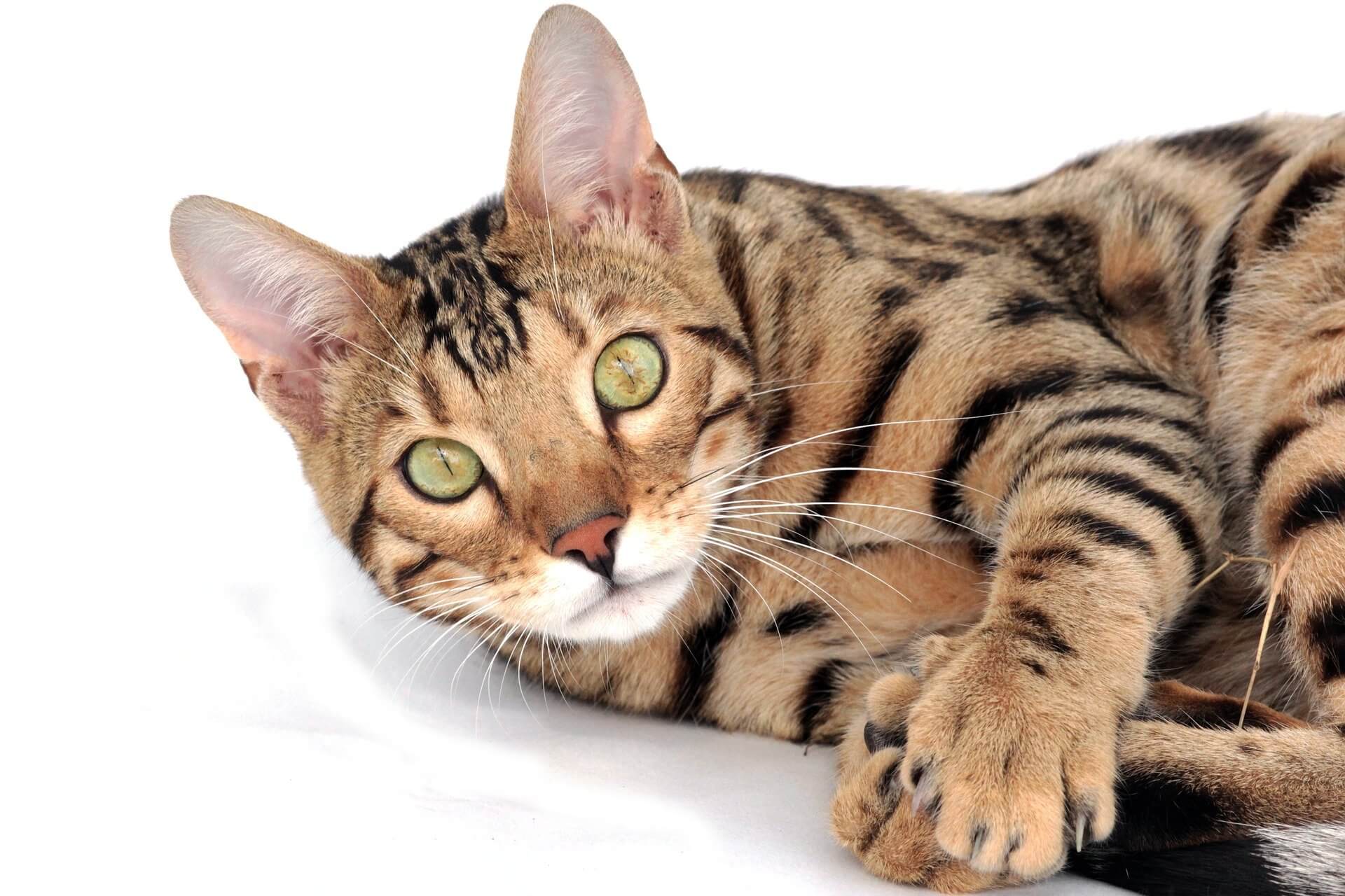 rusty spotted cats: Bengal Cat