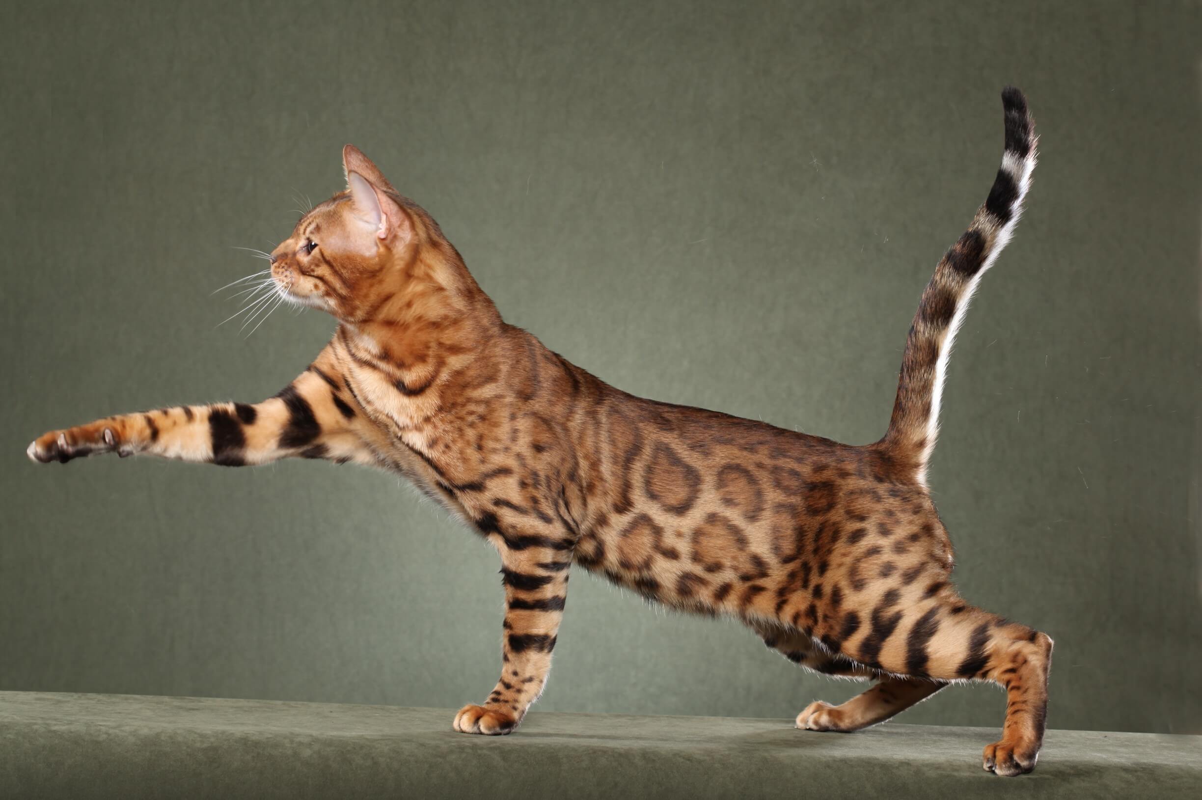 rusty spotted cats: Savannah Cat