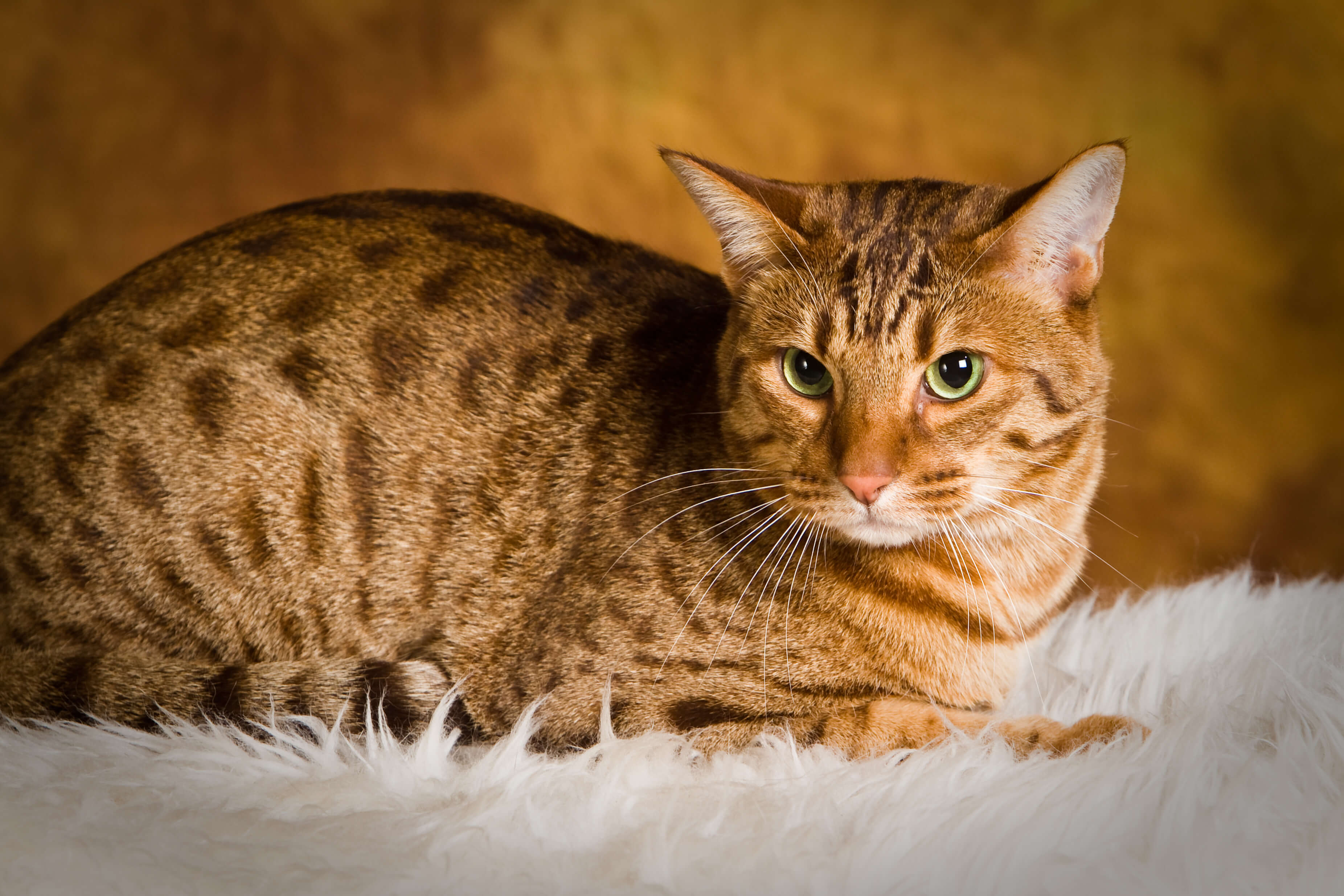 Rusty Spotted Cats Lifestyle Diet Price And Facts