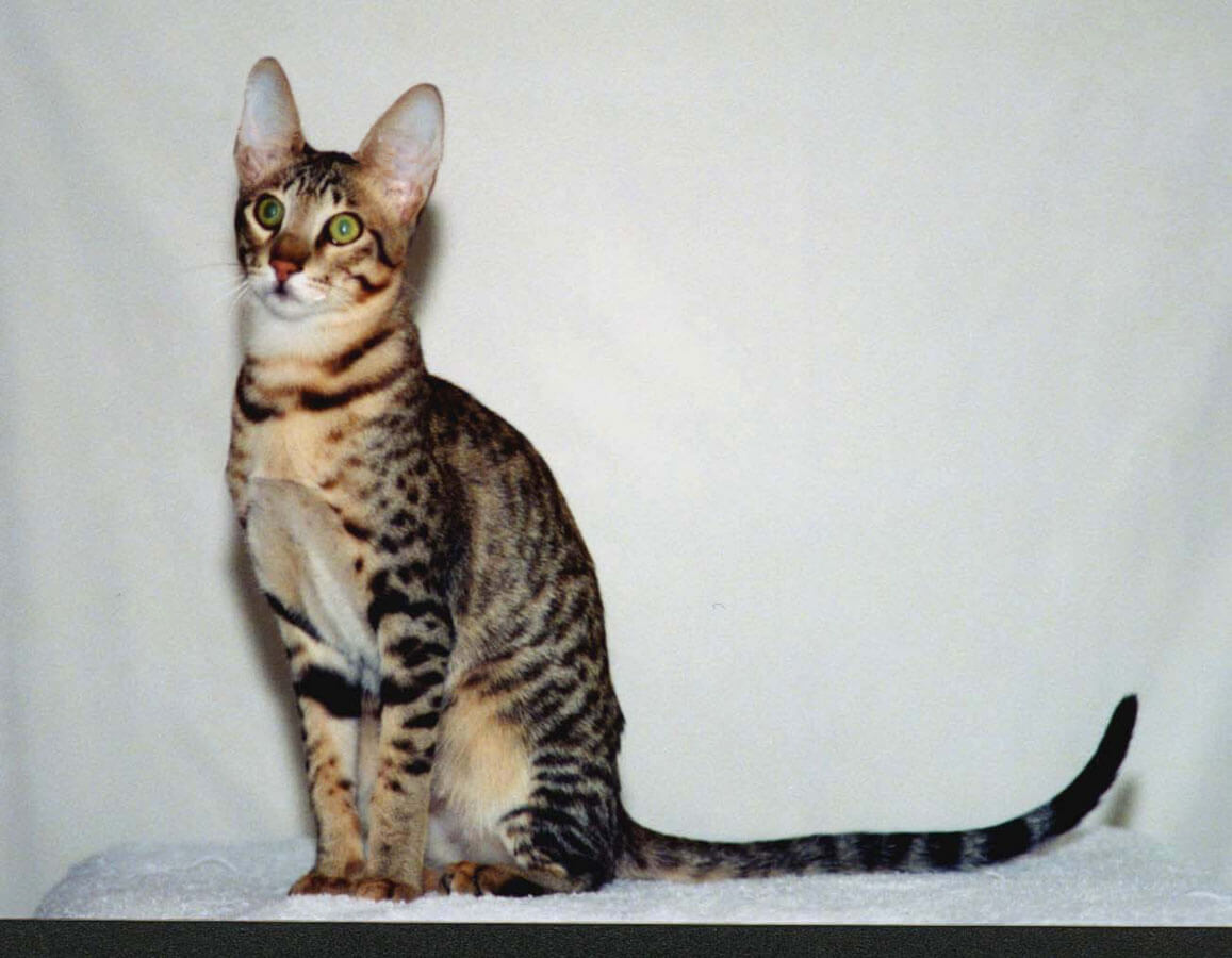 rusty spotted cats: Serengeti