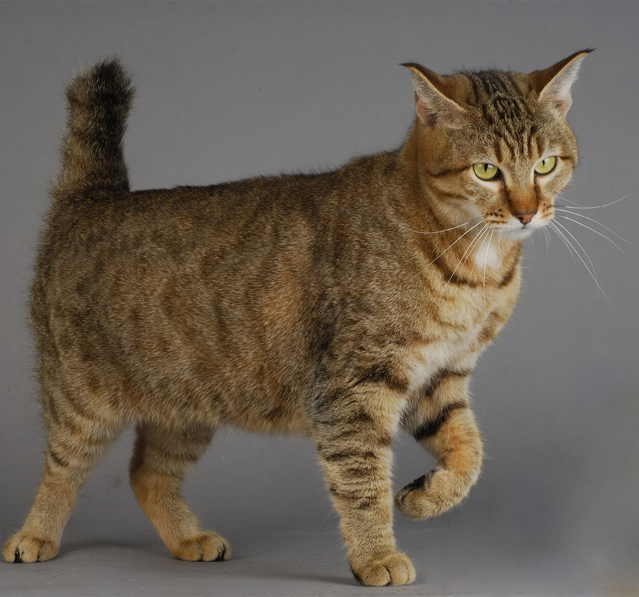 rusty spotted cats: Pixiebob