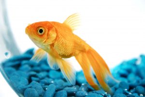 pet fish types