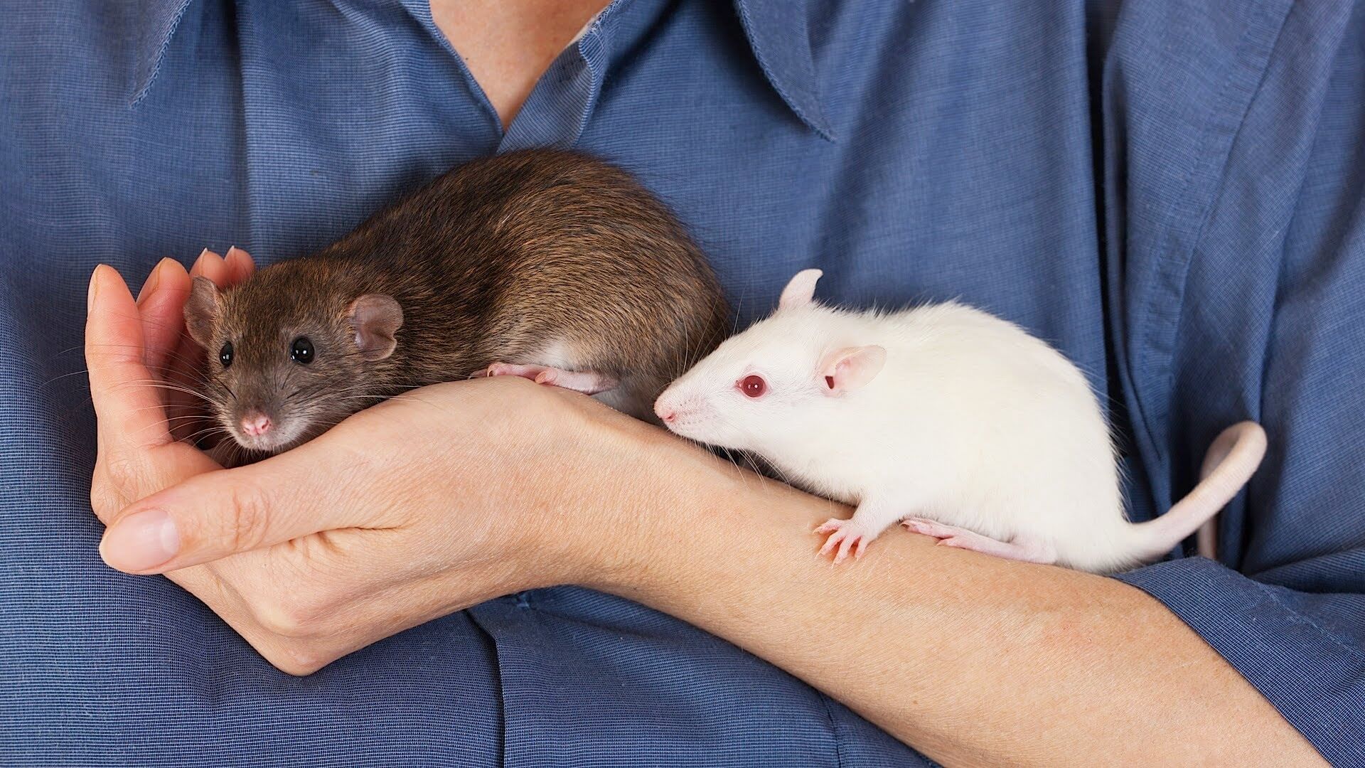 Mice and Rats: small pets