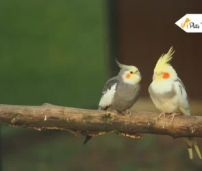 cockatiel bird