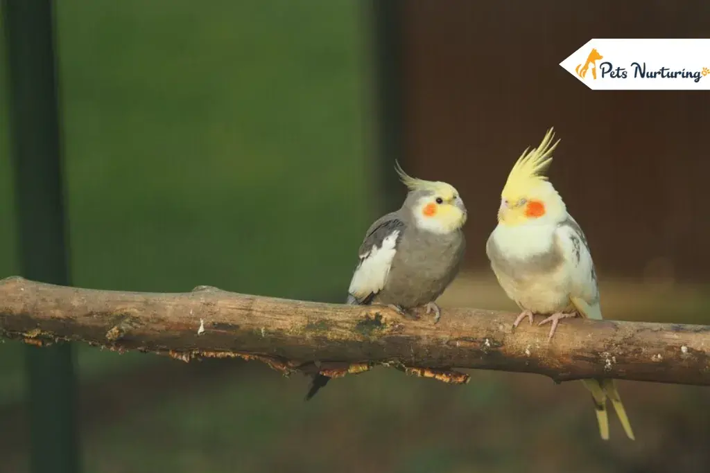 cockatiel bird