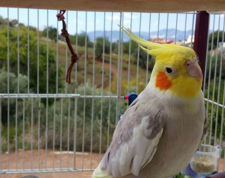 Cockatiel Birds: Definitely Know About Them | Pets Nurturing