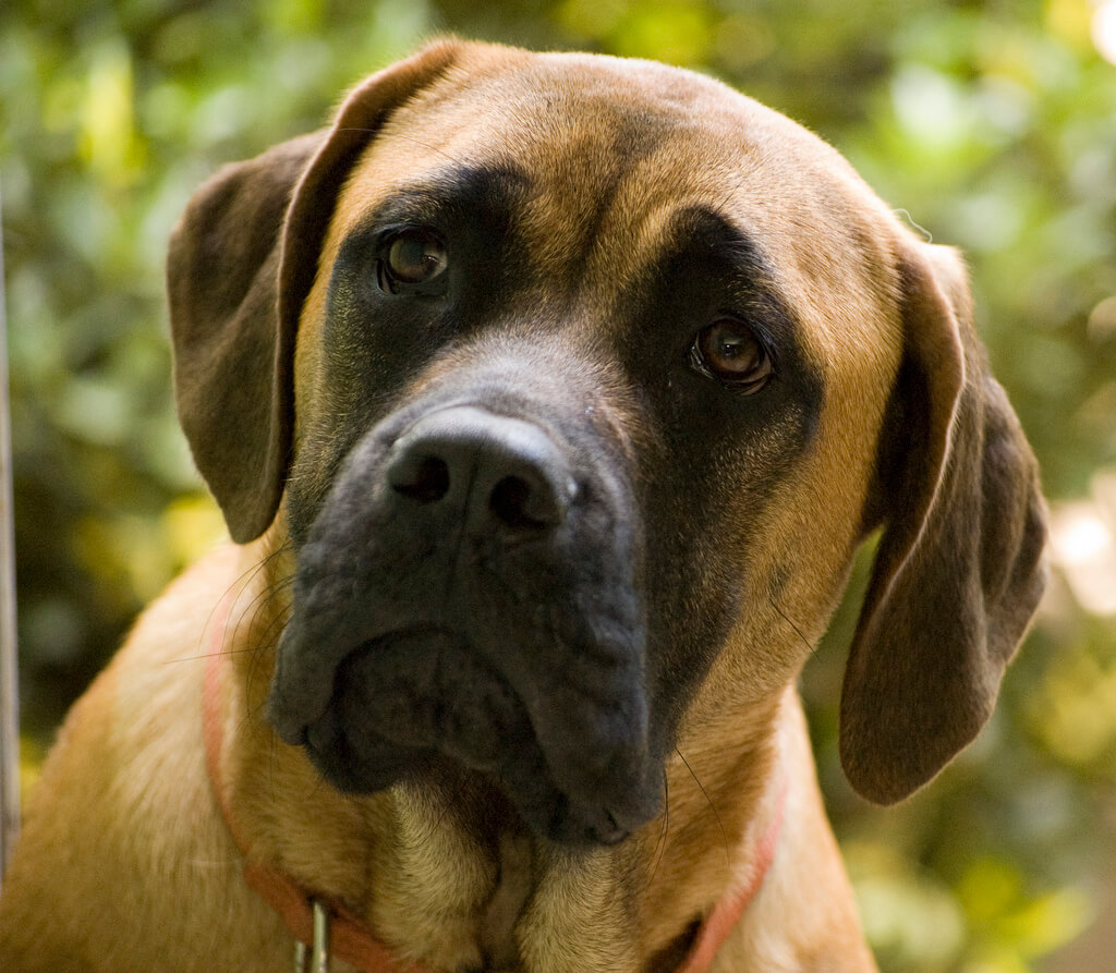 Are English Mastiffs Protective