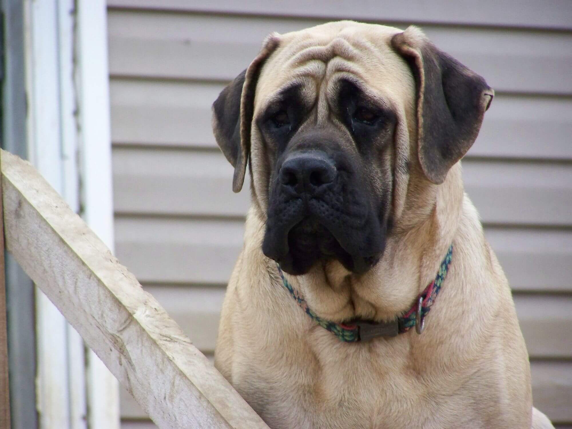 are english mastiff protective