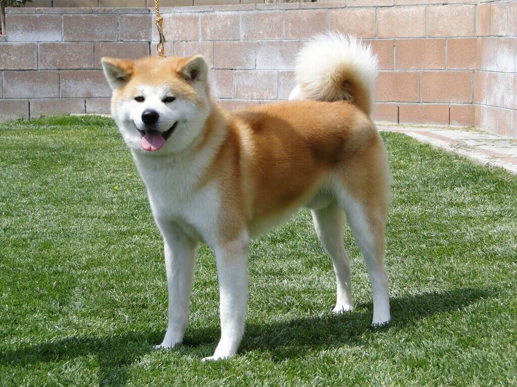 most expensive dog breeds: Akita Breed Dog