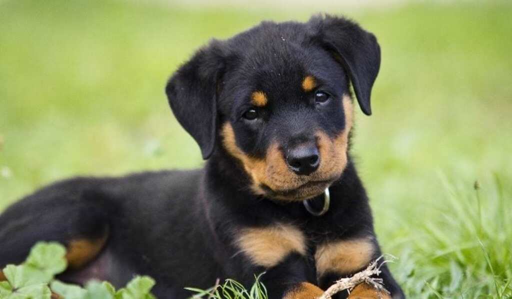 most expensive dog in the world: Rottweiler