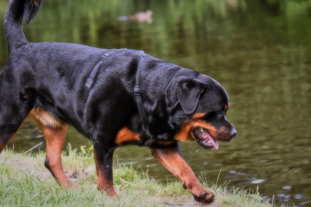 most expensive dog in the world: Rottweiler