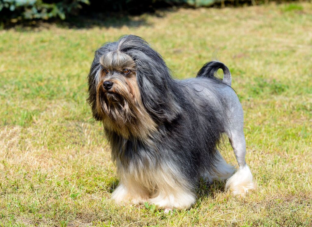 most expensive dog in the world: Lowchen