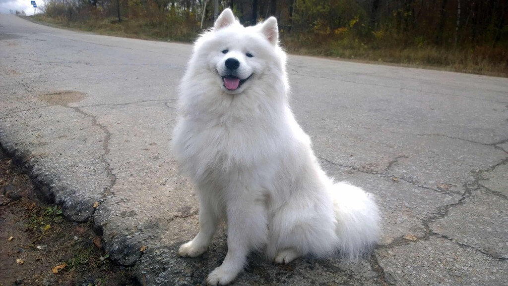 most expensive dog in the world: Samoyed
