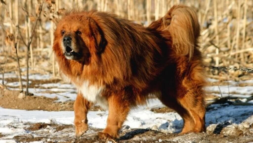 most expensive dog in the world: Tibetan Mastiff