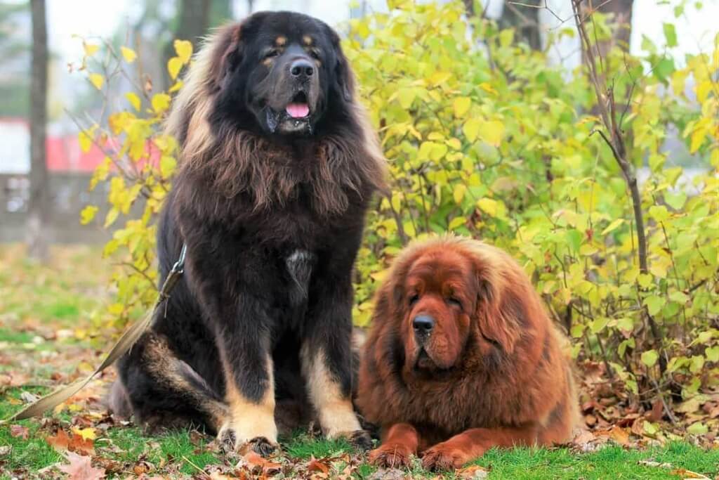 most expensive dog in the world: Tibetan Mastiff