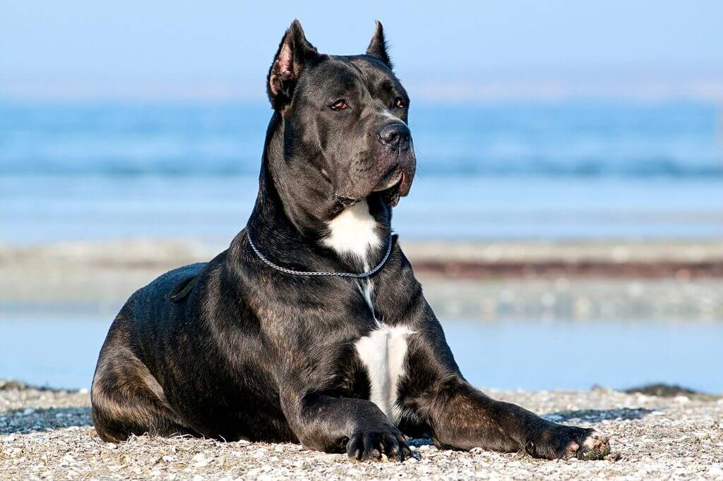 Muscular dog breed in the world: Cane Corso
