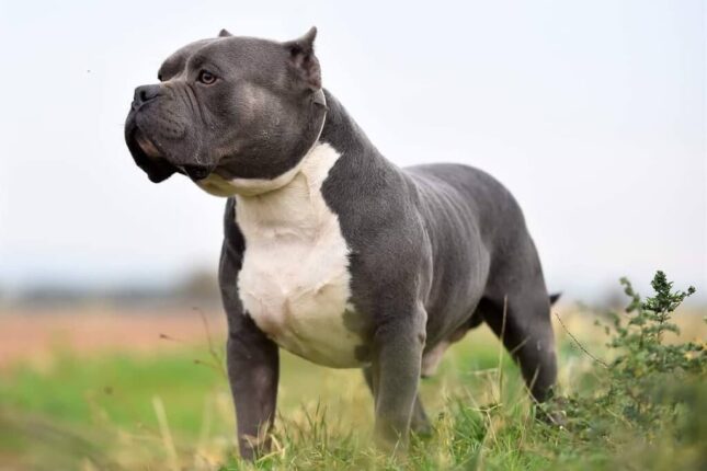 15+ Muscular Dog Breeds In The World (With Images) | Pets Nurturing