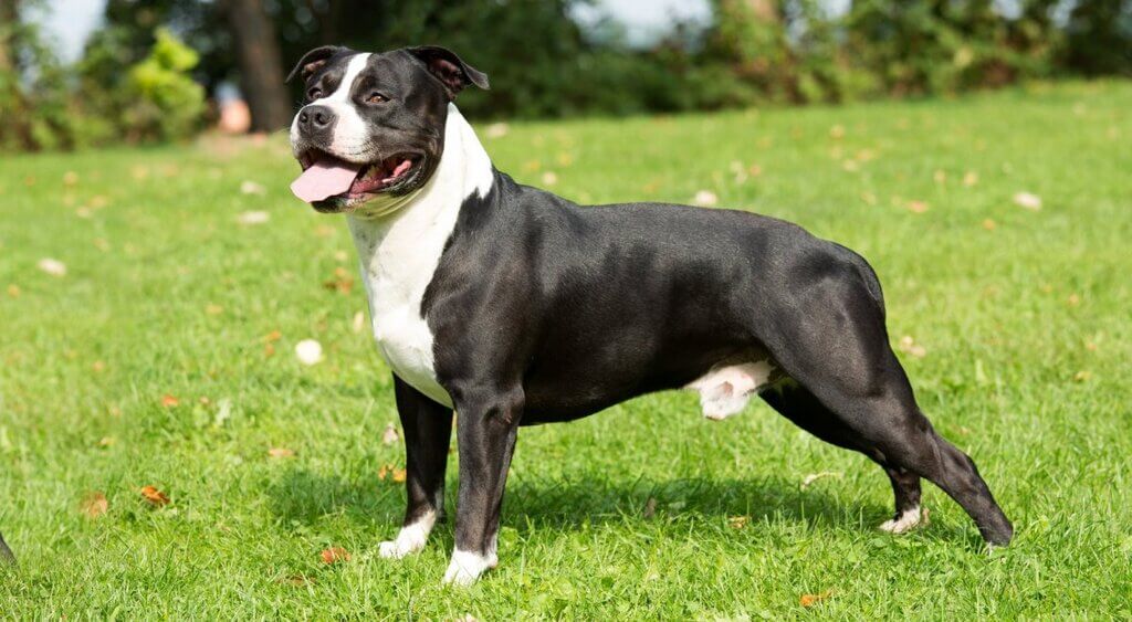 Muscular dog breed in the world: American Staffordshire Terrier