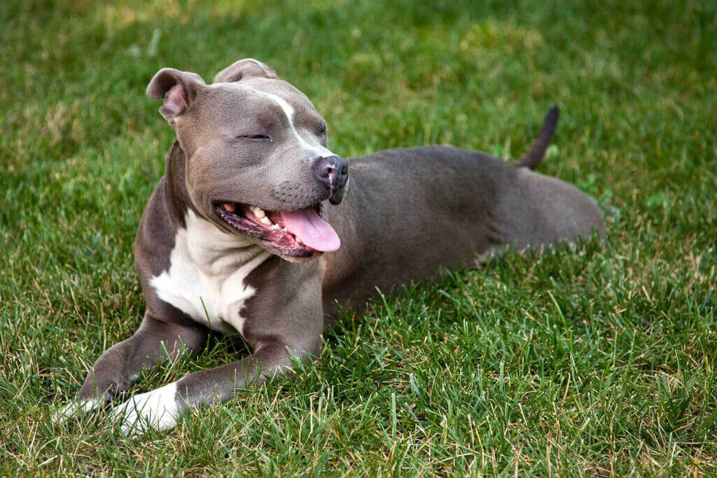 Muscular dog breed in the world: American Pit Bull Terrier
