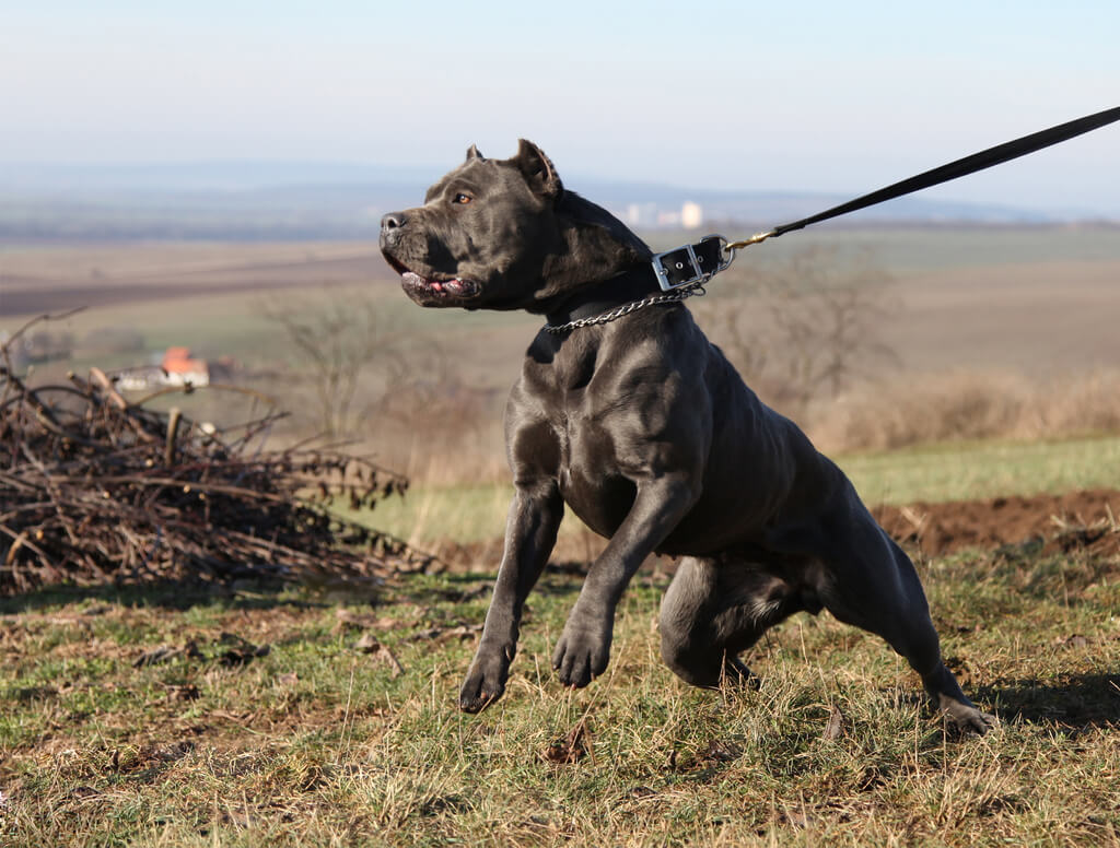 Muscular dog breed in the world: Bandog