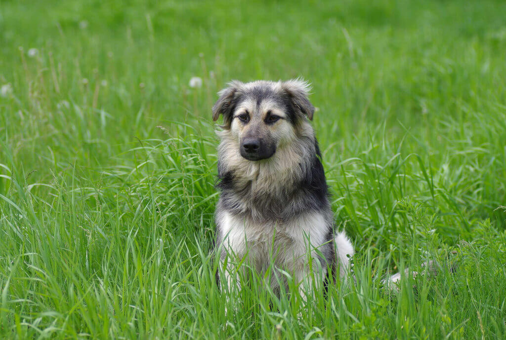 Muscular dog breed in the world: Carpathian Shepherd