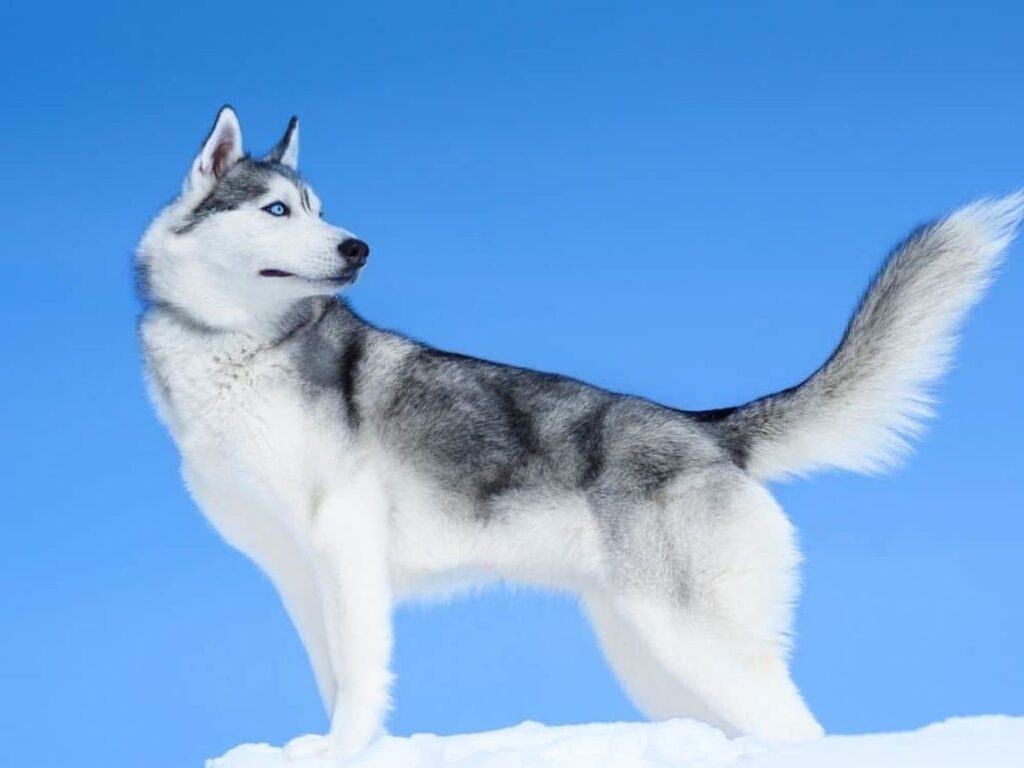 muscular dog breeds: Siberian Husky