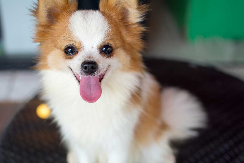 pomchi breed