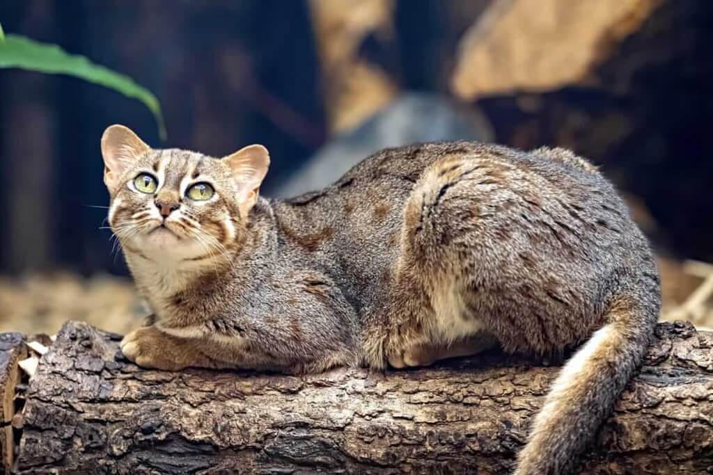 Rusty-Spotted Cat Kitten