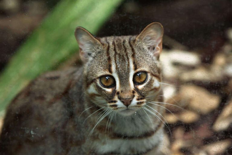 Rusty Spotted Cats For Sale World's Smallest Cats Price, Diet, & More