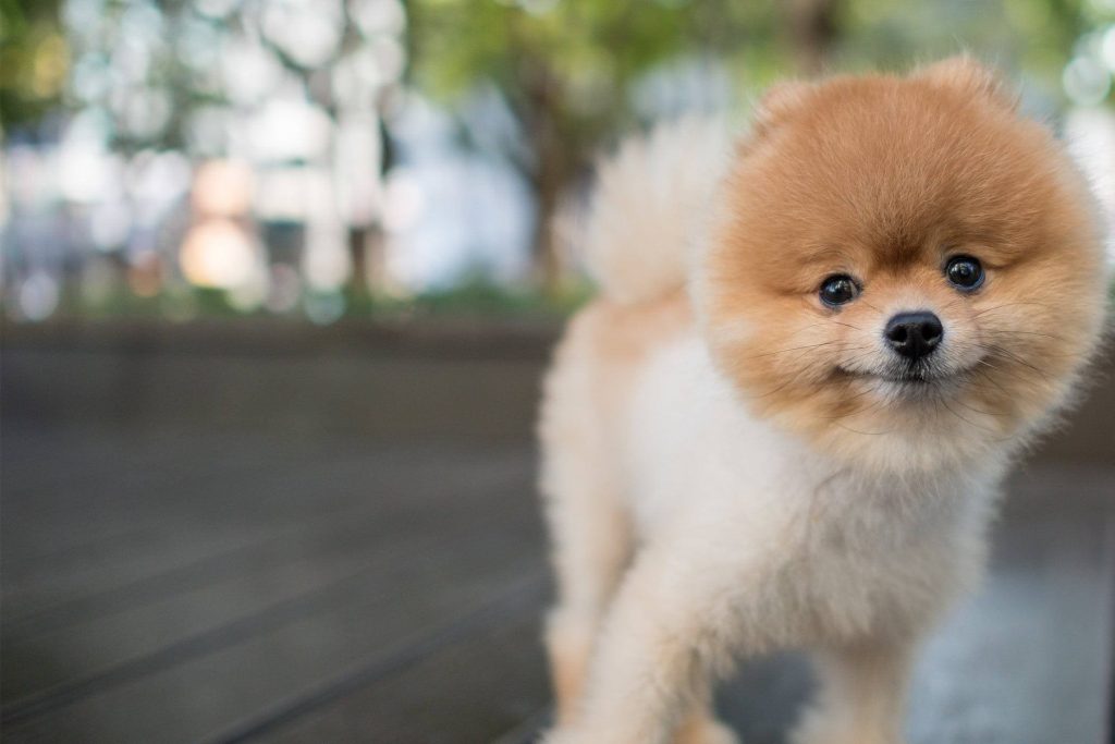 Pomeranian: small pet dogs 