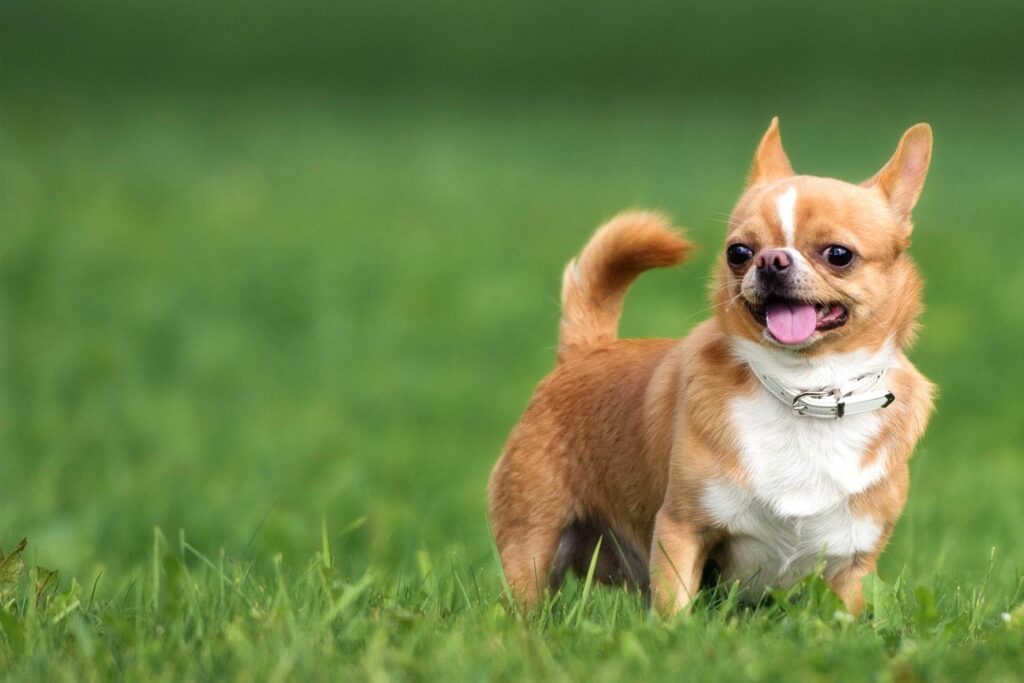 Chihuahua: small pet dogs 