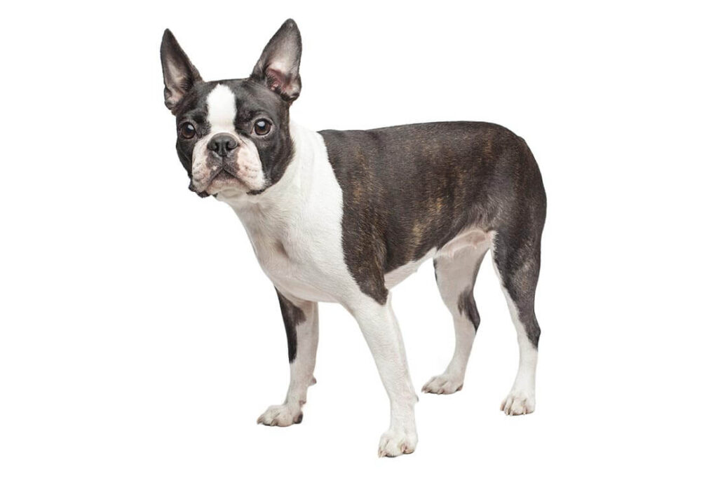 Boston Terrier: small pet dogs 