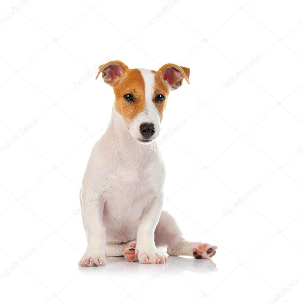 Jack Russell Terrier: small pet dogs 