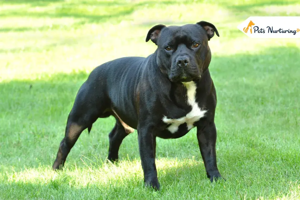 American staffordshire terrier