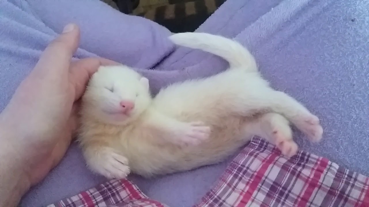 Baby ferrets