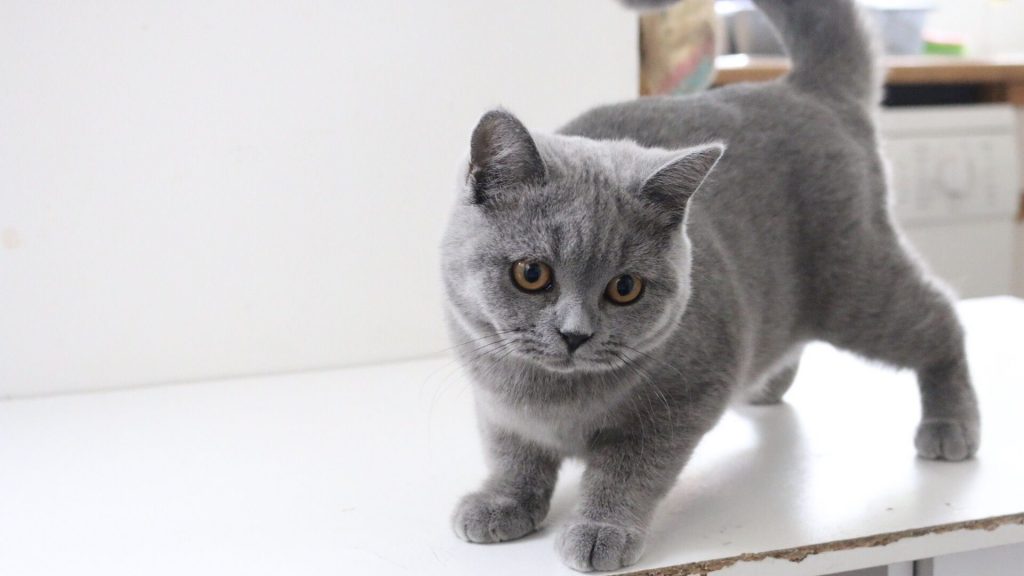 teddy kittens british shorthair